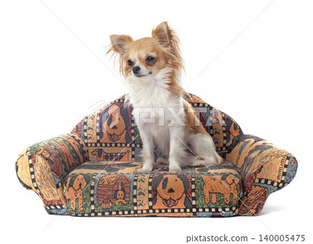 chihuahua in studio 140005475