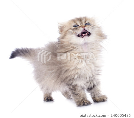 persian kitten persian kitten 140005485