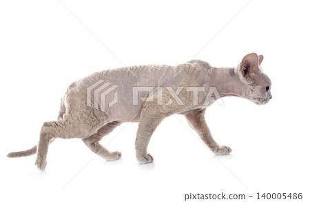 devon rex devon rex 140005486