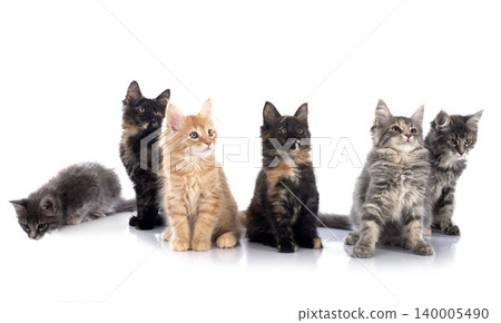 maine coon kitten 140005490