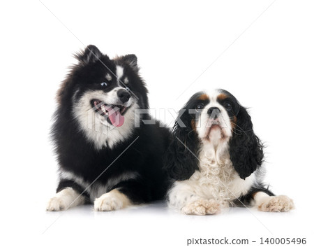 cavalier king charles and pomsky cavalier king charles and pomsky 140005496