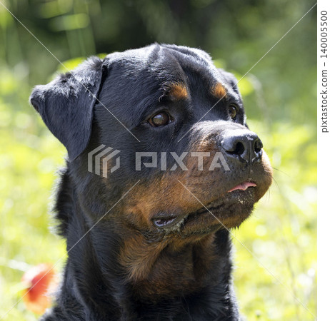 rottweiler in nature rottweiler in nature 140005500