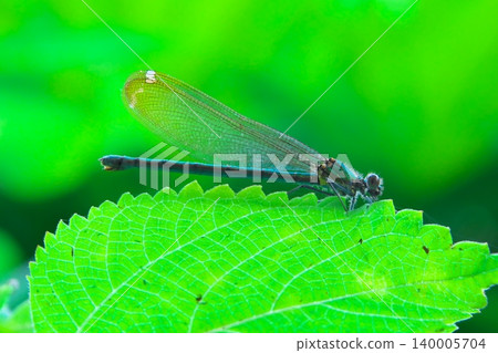 A close-up of an Asahina damselfly perched on a jagged leaf. 140005704