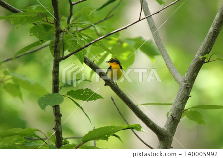 Narcissus Flycatcher (Ficedula narcissina): A wild bird of Hokkaido. 140005992