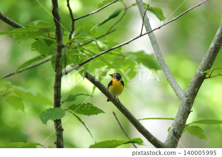 Narcissus Flycatcher (Ficedula narcissina): A wild bird of Hokkaido. Narcissus Flycatcher (Ficedula narcissina): A wild bird of Hokkaido. 140005995