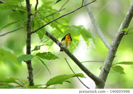 Narcissus Flycatcher (Ficedula narcissina): A wild bird of Hokkaido. Narcissus Flycatcher (Ficedula narcissina): A wild bird of Hokkaido. 140005996