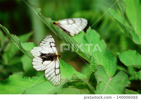 A Parnassius glacialis butterfly with its wings spread. A Parnassius glacialis butterfly with its wings spread. 140006088