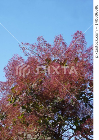 The smoke tree is becoming more vibrant in color - May 2026 140006096