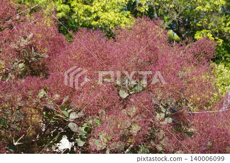 The smoke tree is becoming more vibrant in color - May 2026 The smoke tree is becoming more vibrant in color - May 2026 140006099