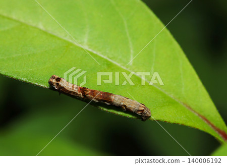 尺蛾 *Ectropis obliqua* 的棕色尺蠖幼蟲在綠葉上(上表面,日本自然環境中昆蟲的閃光微距攝影)。 尺蛾 *Ectropis obliqua* 的棕色尺蠖幼蟲在綠葉上(上表面,日本自然環境中昆蟲的閃光微距攝影)。 140006192