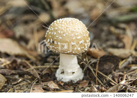 Gray fly agaric mushroom on the autumn leaves 140006247