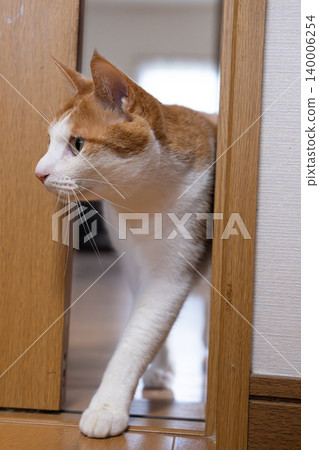A cat, a tabby and white, squeezes through the gap in the door. A cat, a tabby and white, squeezes through the gap in the door. 140006254