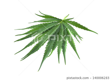 Marijuana leaf isolated on white background. Marijuana leaf isolated on white background. 140006283