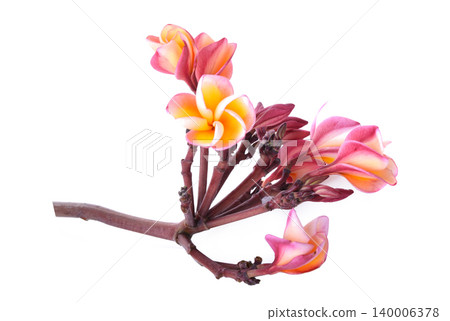 Frangipani flowers isolated on white background Frangipani flowers isolated on white background 140006378