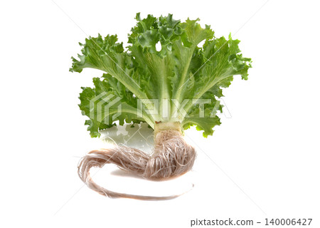 Fresh Frillice Iceberg Lettuce isolated on white background 140006427