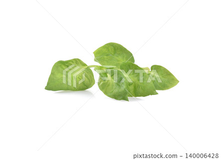 watercress leaf isolated on white background 140006428