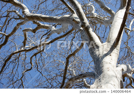 White bark plane trees and winter branches stand out against the blue sky. White bark plane trees and winter branches stand out against the blue sky. 140006464