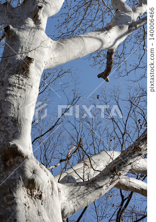 White bark plane trees and winter branches stand out against the blue sky. White bark plane trees and winter branches stand out against the blue sky. 140006466