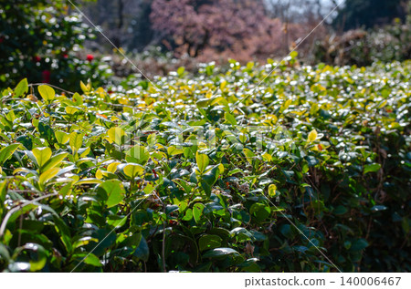 Green hedges bathed in soft light 140006467