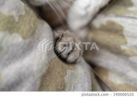 Cute cat paws - Siamese tabby cat Cute cat paws - Siamese tabby cat 140006520