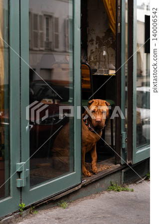 Shar Pei dog sitting in the doorway of a cozy cafe, Shar Pei dog sitting in the doorway of a cozy cafe, 140006542