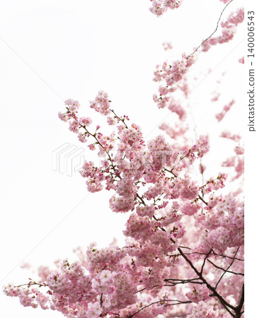 Soft pink cherry blossoms glowing in gentle spring light Soft pink cherry blossoms glowing in gentle spring light 140006543