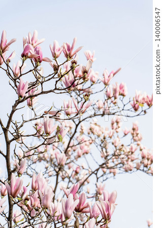 Delicate pink magnolia blossoms on elegant branches against a bright sky 140006547