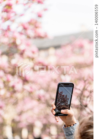 Person taking a photo of blooming magnolia flowers with a smartphone Person taking a photo of blooming magnolia flowers with a smartphone 140006559