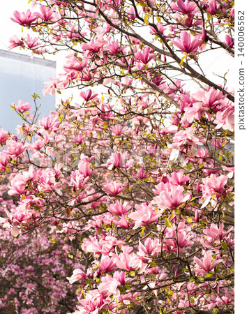 Blooming pink magnolia tree filled with vibrant spring flowers against a bright sky and urban background 140006562