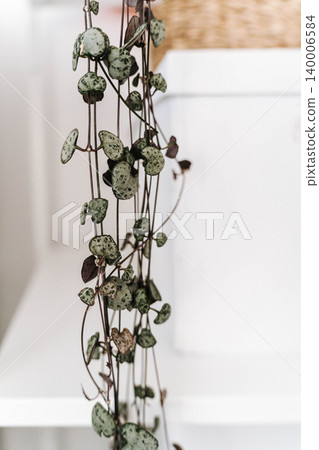 String of Hearts (Ceropegia woodii) trailing houseplant String of Hearts (Ceropegia woodii) trailing houseplant 140006584