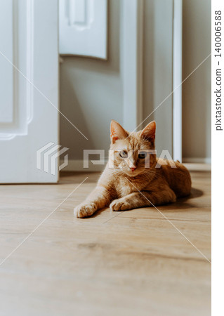 Orange tabby cat lying on a wooden floor indoors Orange tabby cat lying on a wooden floor indoors 140006588