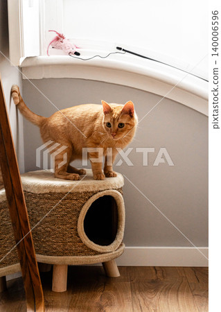 Orange tabby cat standing on a cat house indoors 140006596