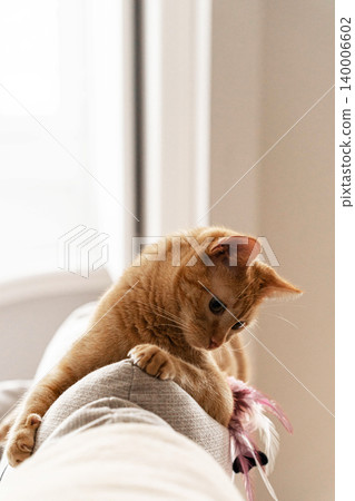 Orange tabby cat lying on the back of a sofa indoors, reaching down with its paw toward a feather toy Orange tabby cat lying on the back of a sofa indoors, reaching down with its paw toward a feather toy 140006602