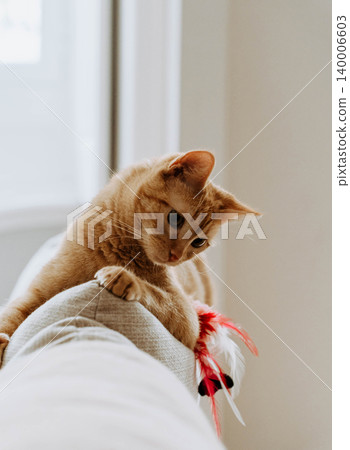 Orange tabby cat lying on the back of a sofa indoors, reaching down with its paw toward a feather toy Orange tabby cat lying on the back of a sofa indoors, reaching down with its paw toward a feather toy 140006603