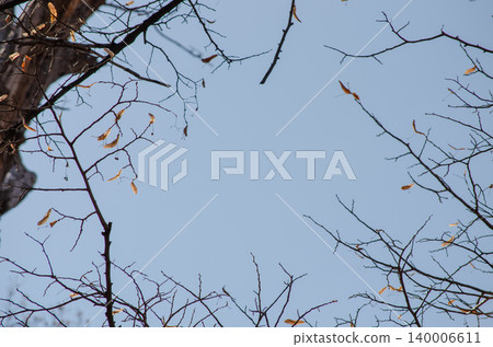 Winter branches against a blue sky 140006611