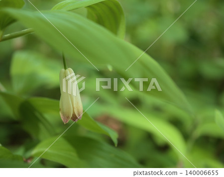 The lovely white flowers of Polygonatum odoratum bloomed in May. The lovely white flowers of Polygonatum odoratum bloomed in May. 140006655