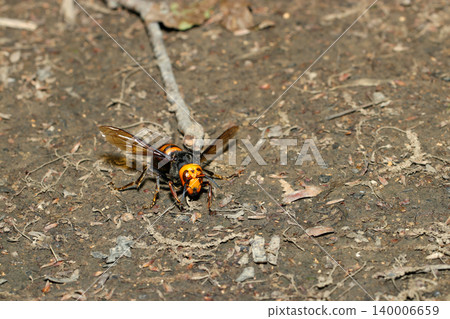 A large queen Asian giant hornet wandering on the ground along a mountain forest road (Strobe macro photography of Japanese natural insect ecology) A large queen Asian giant hornet wandering on the ground along a mountain forest road (Strobe macro photography of Japanese natural insect ecology) 140006659
