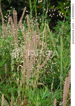 Flower spikes of Plantago asiatica, May 2026 Flower spikes of Plantago asiatica, May 2026 140006661