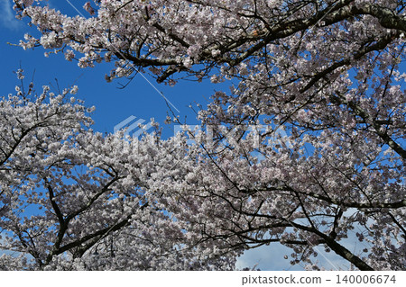 A magnificent spring scene of cherry blossom trees in Yonomori, Tomioka Town, Fukushima Prefecture, with a roof of fully bloomed Somei Yoshino cherry trees filling the sky and a blue sky above. A magnificent spring scene of cherry blossom trees in Yonomori, Tomioka Town, Fukushima Prefecture, with a roof of fully bloomed Somei Yoshino cherry trees filling the sky and a blue sky above. 140006674