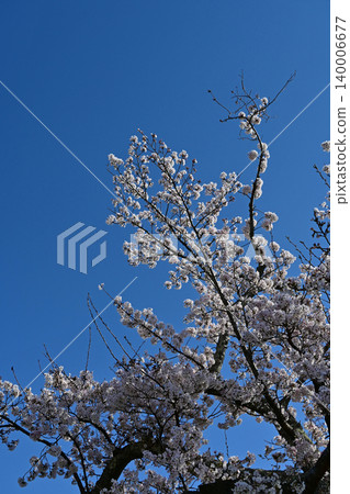 A refreshing spring scene in Yonomori, Tomioka Town, Fukushima Prefecture: Somei Yoshino cherry blossoms in full bloom reach powerfully towards the deep blue sky of a clear day. A refreshing spring scene in Yonomori, Tomioka Town, Fukushima Prefecture: Somei Yoshino cherry blossoms in full bloom reach powerfully towards the deep blue sky of a clear day. 140006677