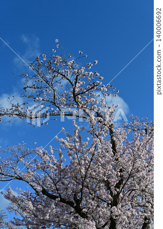 A beautiful arch of fully bloomed Somei Yoshino cherry blossoms against a backdrop of flowing white clouds and a blue sky: A spring scene in Yonomori, Tomioka Town, Fukushima Prefecture. A beautiful arch of fully bloomed Somei Yoshino cherry blossoms against a backdrop of flowing white clouds and a blue sky: A spring scene in Yonomori, Tomioka Town, Fukushima Prefecture. 140006692