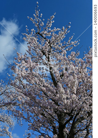 A beautiful spring scene in Yonomori, Tomioka Town, Fukushima Prefecture, where you can look up at a magnificent Yoshino cherry tree in full bloom against a backdrop of flowing white clouds and a blue sky. A beautiful spring scene in Yonomori, Tomioka Town, Fukushima Prefecture, where you can look up at a magnificent Yoshino cherry tree in full bloom against a backdrop of flowing white clouds and a blue sky. 140006693