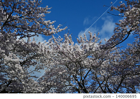 An arch of fully bloomed Somei Yoshino cherry blossoms viewed from the road: A beautiful spring scene of cherry trees and a blue sky in Yonomori, Tomioka Town, Fukushima Prefecture. 140006695
