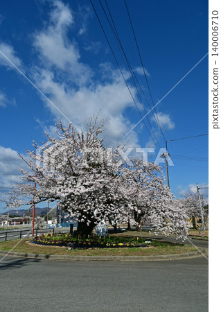 A beautiful spring scene near Yonomori Station in Tomioka Town, Fukushima Prefecture, with rising white clouds and a blue sky above, marking the standard cherry tree for the start of the cherry blossom season. A beautiful spring scene near Yonomori Station in Tomioka Town, Fukushima Prefecture, with rising white clouds and a blue sky above, marking the standard cherry tree for the start of the cherry blossom season. 140006710