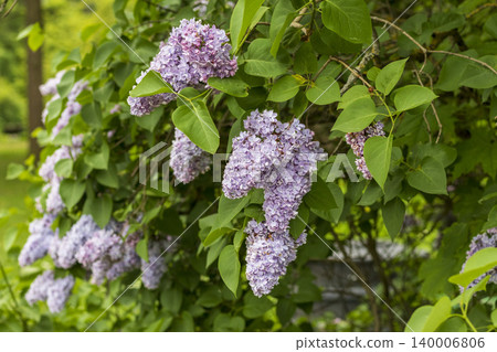 A white lilac bush in full bloom. A white lilac bush in full bloom. 140006806