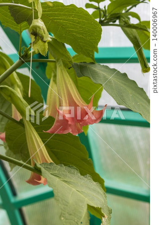 The plant is a member of the Brugmansia genus, commonly referred to as Angel's Trumpet. The plant is a member of the Brugmansia genus, commonly referred to as Angel's Trumpet. 140006967