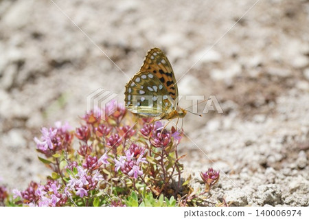 A silver-spotted fritillary butterfly sipping nectar from a thyme flower. A silver-spotted fritillary butterfly sipping nectar from a thyme flower. 140006974