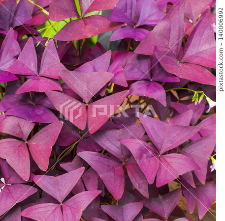 Oxalis triangularis, commonly known as the Purple Shamrock or False Shamrock. Oxalis triangularis, commonly known as the Purple Shamrock or False Shamrock. 140006992
