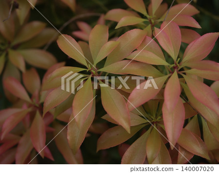 五月,日本杜鵑(Pieris japonica)的新芽綻放,這是典型的春季景象。 五月,日本杜鵑(Pieris japonica)的新芽綻放,這是典型的春季景象。 140007020