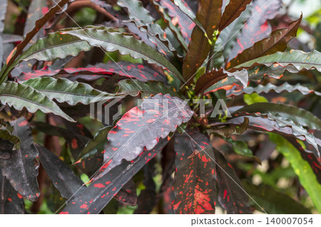 A Croton , likely a narrow-leafed variety such as the 'Zanzibar' or 'Picasso's Paintbrush' croton A Croton , likely a narrow-leafed variety such as the 'Zanzibar' or 'Picasso's Paintbrush' croton 140007054